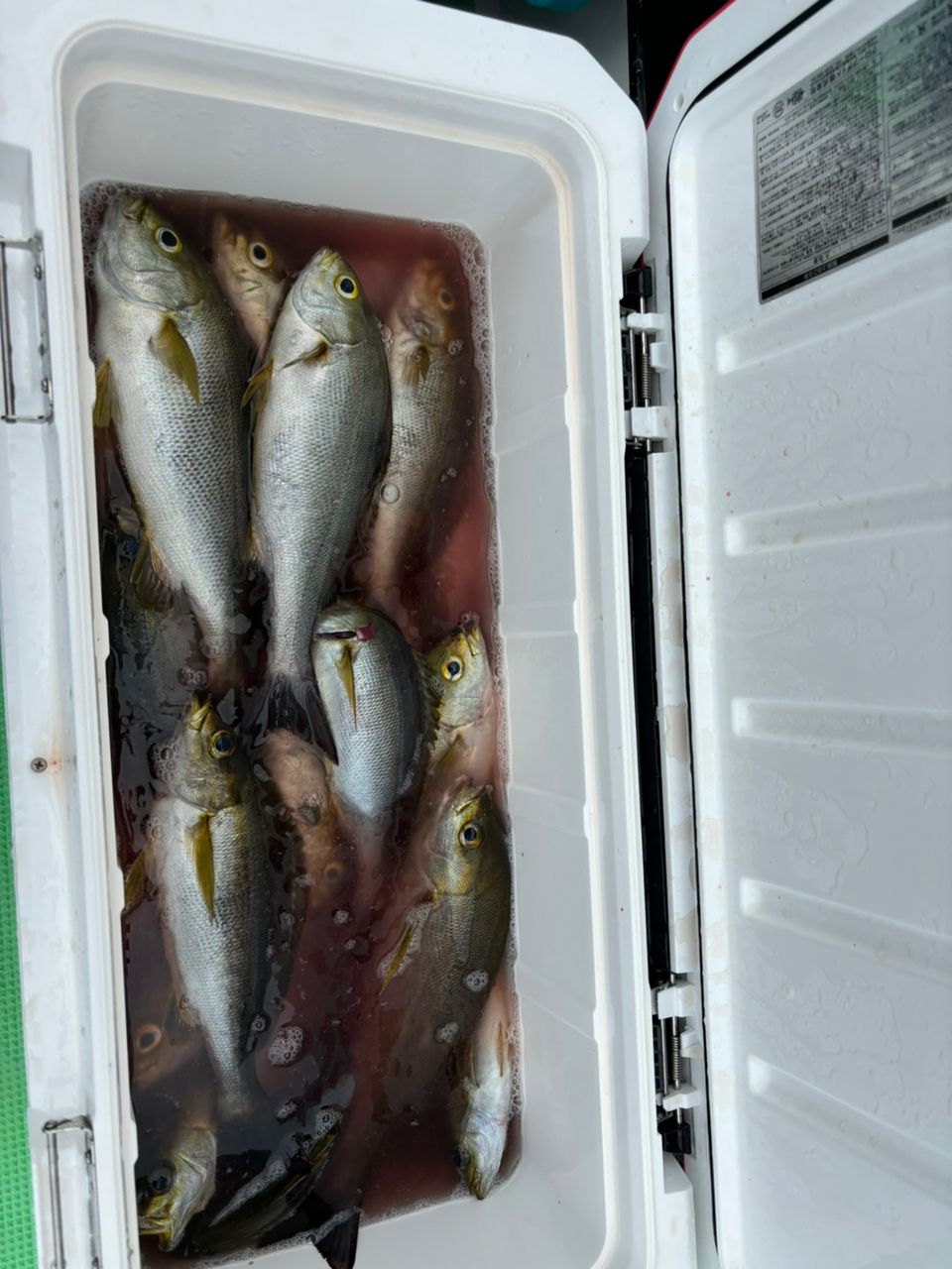 な　がさんの釣果 1枚目の画像