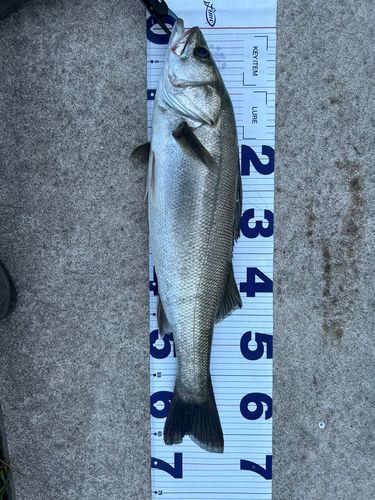 シーバスの釣果
