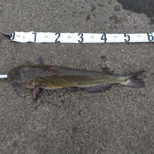 アメリカナマズの釣果