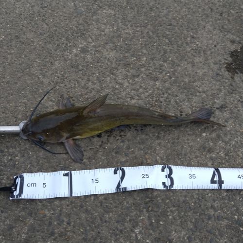 アメリカナマズの釣果