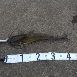 アメリカナマズ