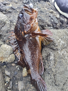 ムラソイの釣果