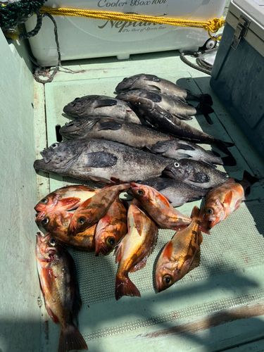 ソイの釣果
