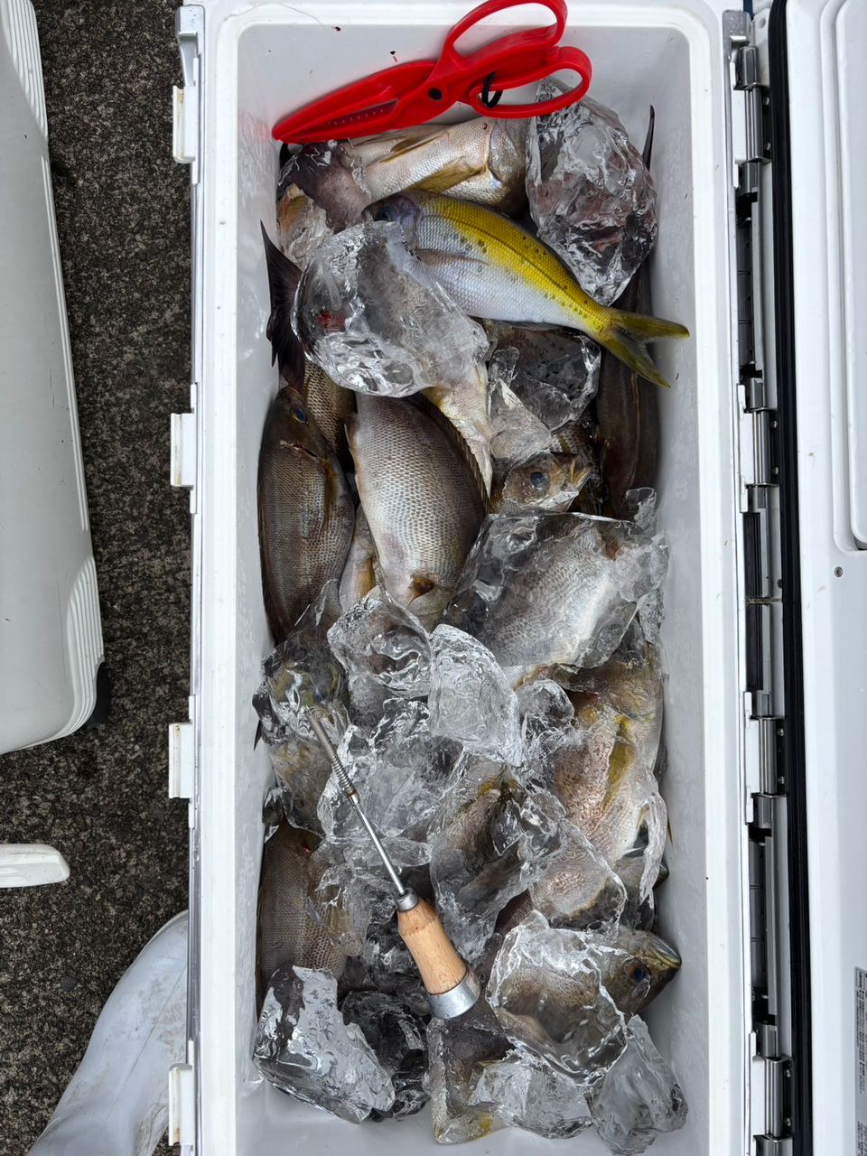 清和丸さんの釣果 2枚目の画像