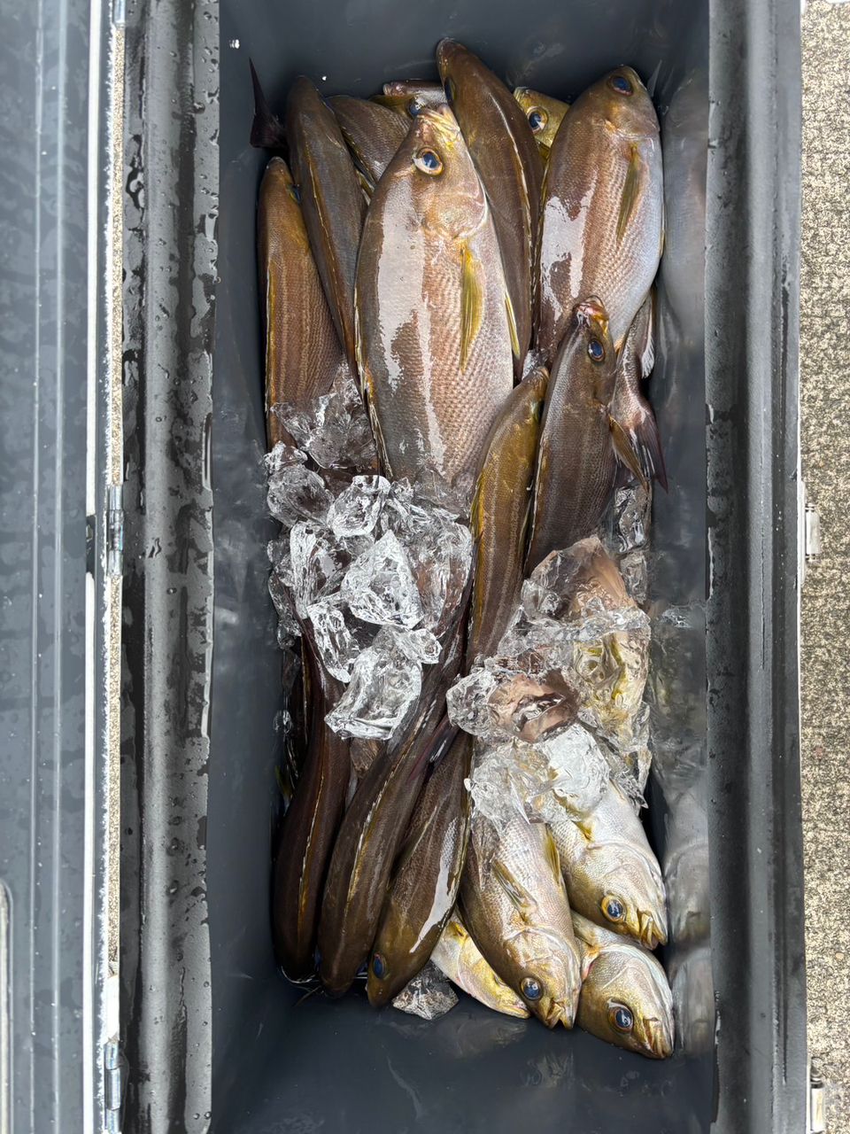 清和丸さんの釣果 3枚目の画像