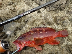 アカハタの釣果