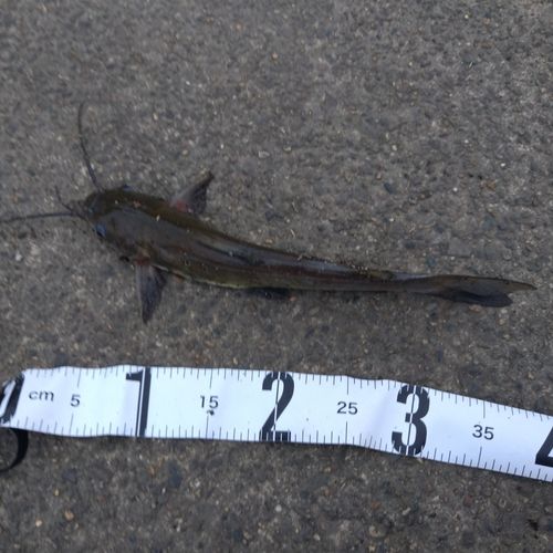 アメリカナマズの釣果