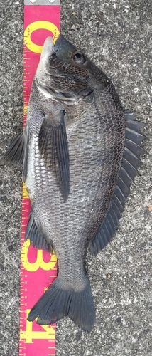 チヌの釣果