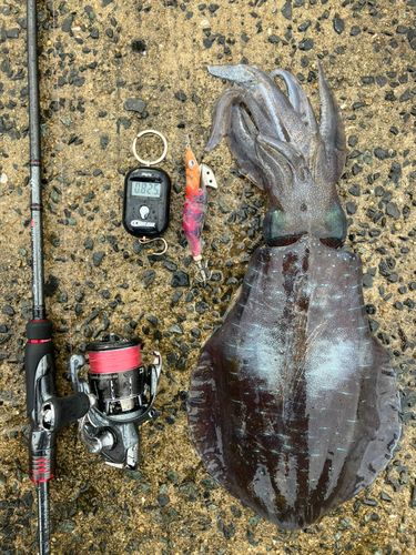 アオリイカの釣果