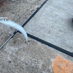 サバ