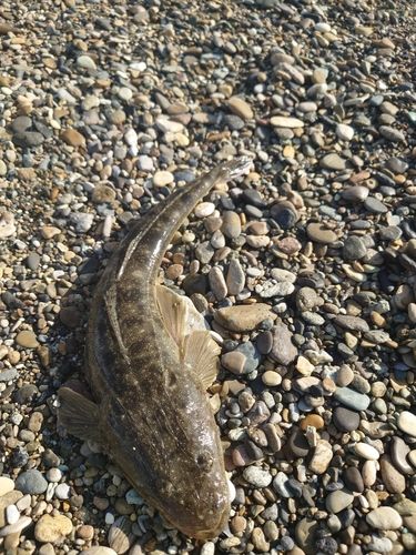 マゴチの釣果