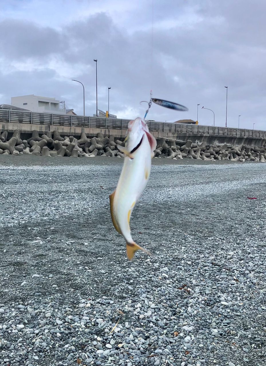 ショゴ