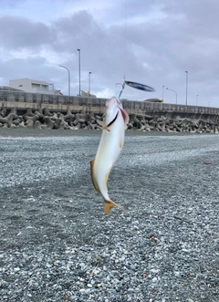 ショゴの釣果