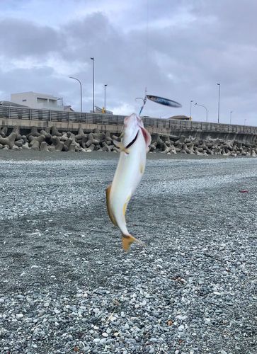 ショゴの釣果