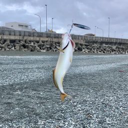 ショゴ