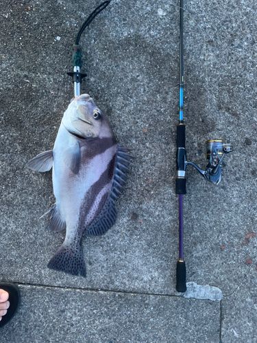 コショウダイの釣果