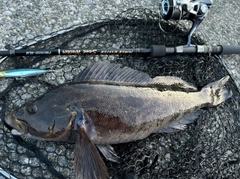 アイナメの釣果