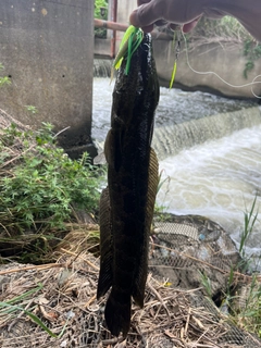 ライギョの釣果