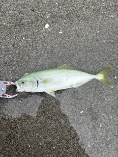 ワカシの釣果