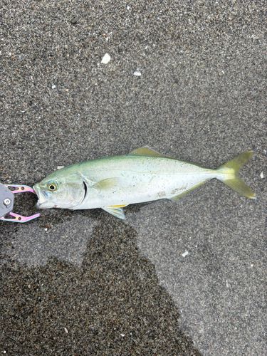 ワカシの釣果