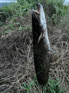 ナマズの釣果