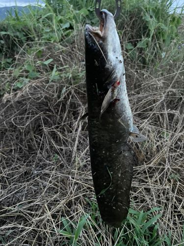 ナマズの釣果