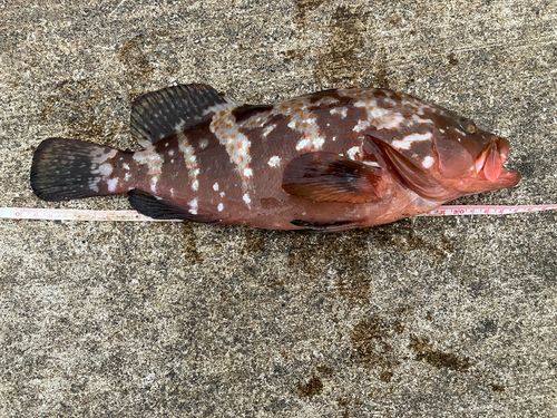 キジハタの釣果