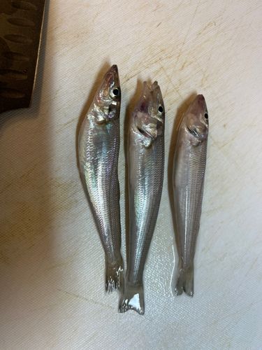 キスの釣果