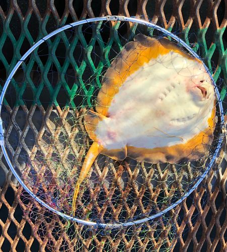 アカエイの釣果