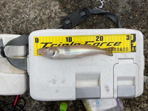 シロギスの釣果