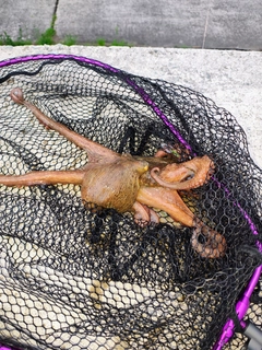 タコの釣果