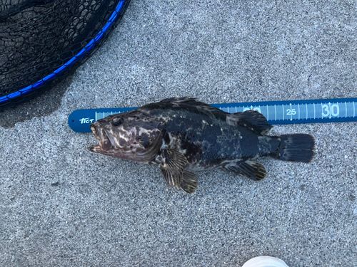 ベッコウゾイの釣果