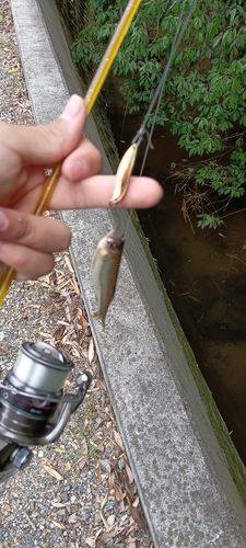 カワムツの釣果