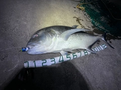GTの釣果