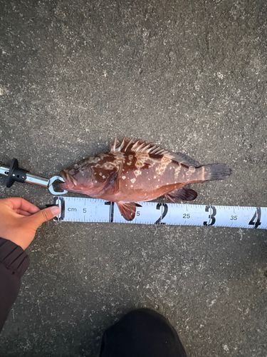 キジハタの釣果