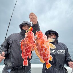 ウッカリカサゴ