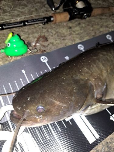 ナマズの釣果