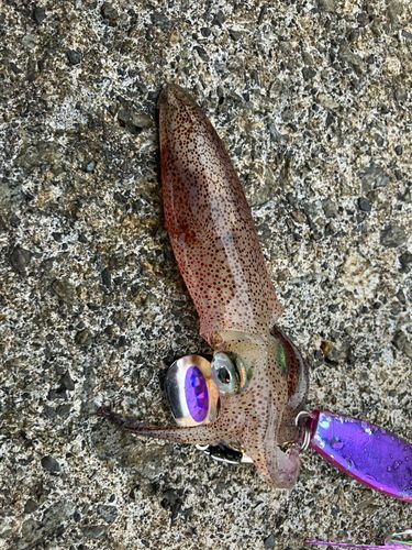 ヤリイカの釣果