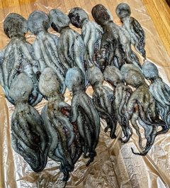 タコの釣果