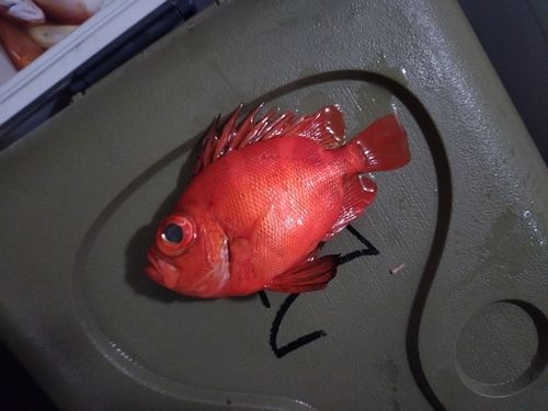 キントキダイの釣果