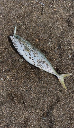 ワラサの釣果