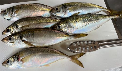 アジの釣果