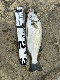 セイゴ(ヒラスズキ)の釣果