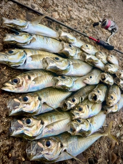 アジの釣果