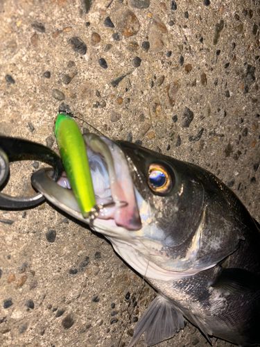 シーバスの釣果