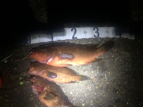 キジハタの釣果