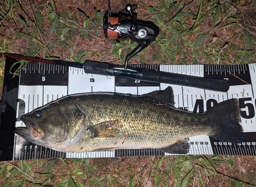 ラージマウスバス