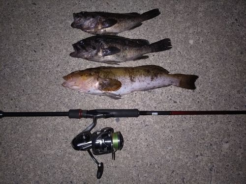 アイナメの釣果