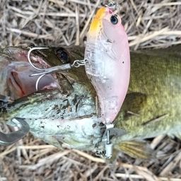 スモールマウスバス