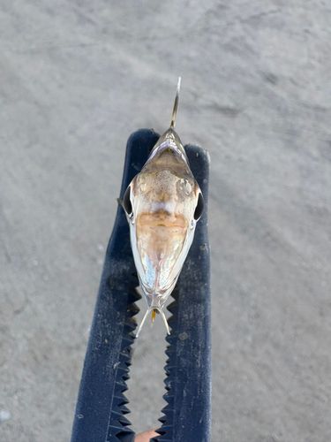 ヒイラギの釣果